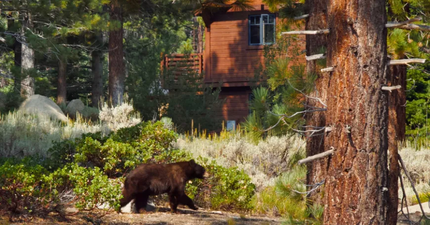 Affordable and Cosy Cabins in Pigeon Forge You’ll Love 9 A black bear walking near a log cabin in the forest at Black Bear Ridge Resort in Pigeon Forge.