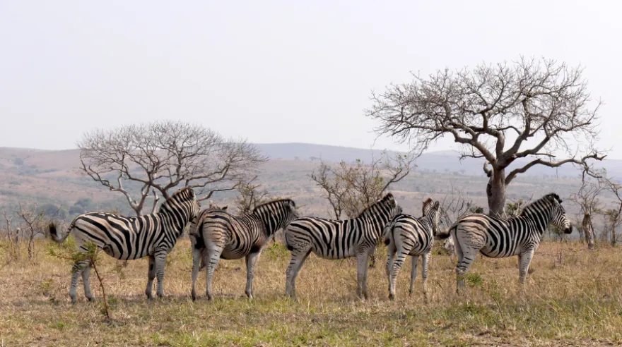 When Is the Best Time of Year to Travel Globally? 7 A Group Of Zebras Standing In A Grassy Field With Trees.